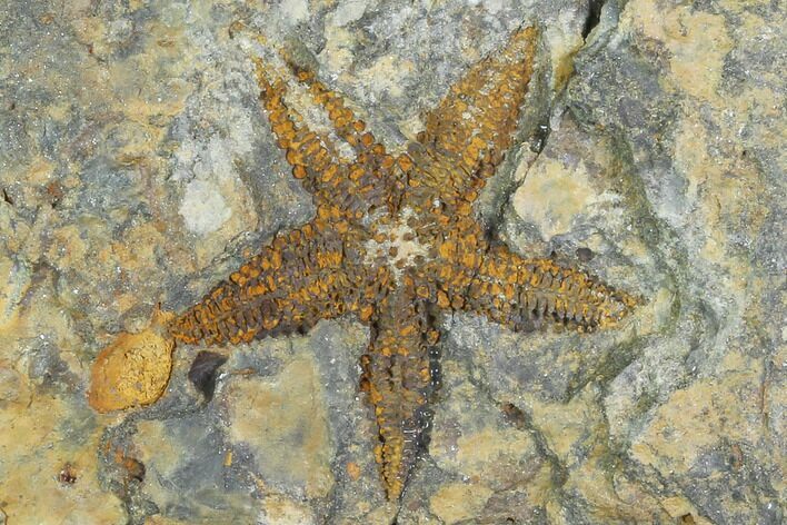 Ordovician Starfish (Petraster?) Fossil - Morocco #100128